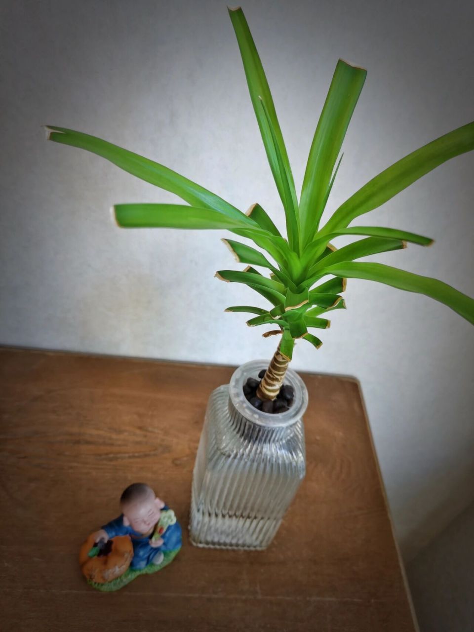 记录首次水培扦插龙血树的历程,惊喜等着你 今天不谈技术,只分享一下