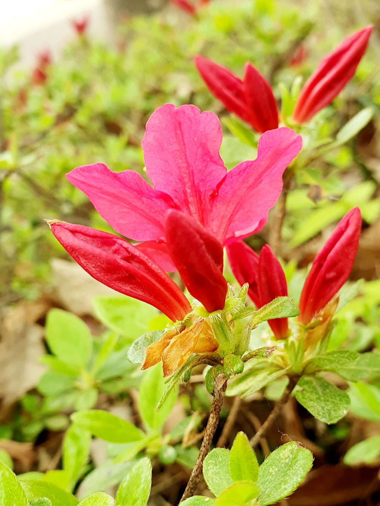 红色杜鹃花图片大全图片