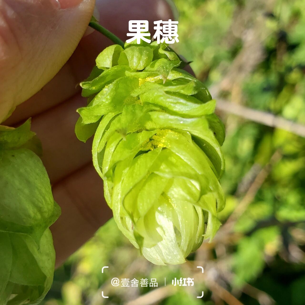 本草蛇麻 i 壹舍识草 集87 hops 61 或许你没见过蛇麻,但应该听过