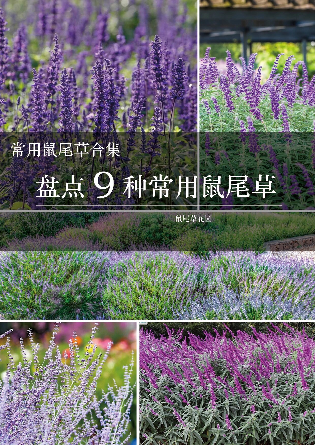 盘点几种花园里常用的鼠尾草