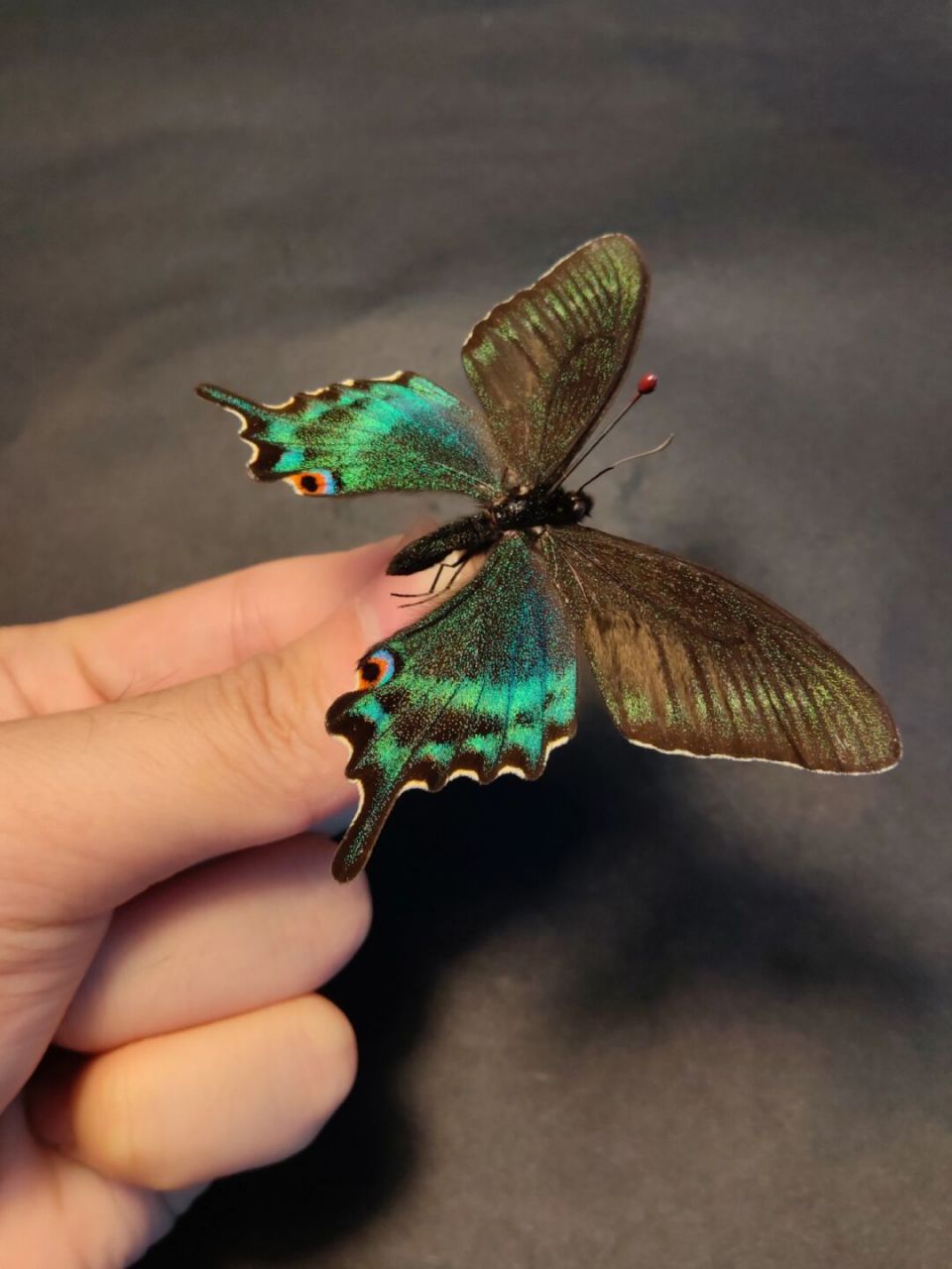 变异虹化绿带翠凤蝶 一只盲盒开出的虹化绿带翠凤蝶.