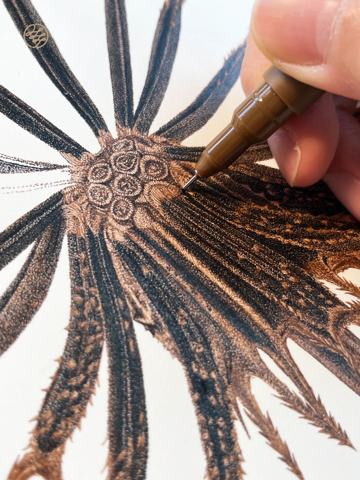 植物手绘| 鬼针草