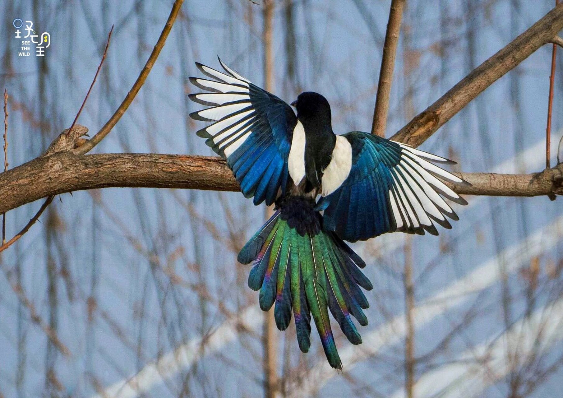 喜鹊,展翅见喜 如此闪耀的结构色,让欧亚喜鹊的美独一无二.