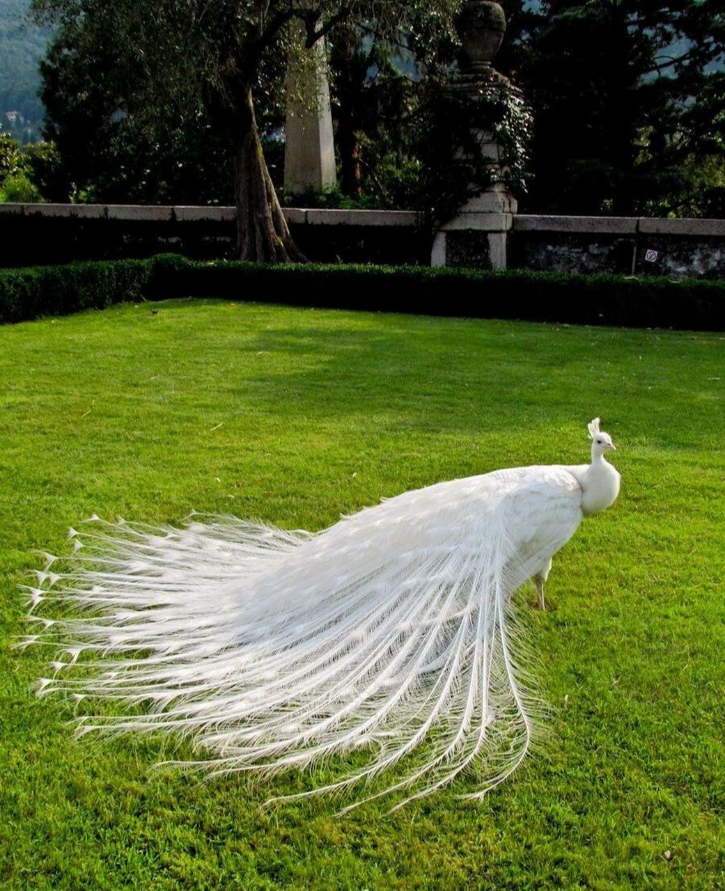 变异者--白孔雀 白孔雀,全身洁白无瑕,羽毛无杂色,眼睛呈淡红色.