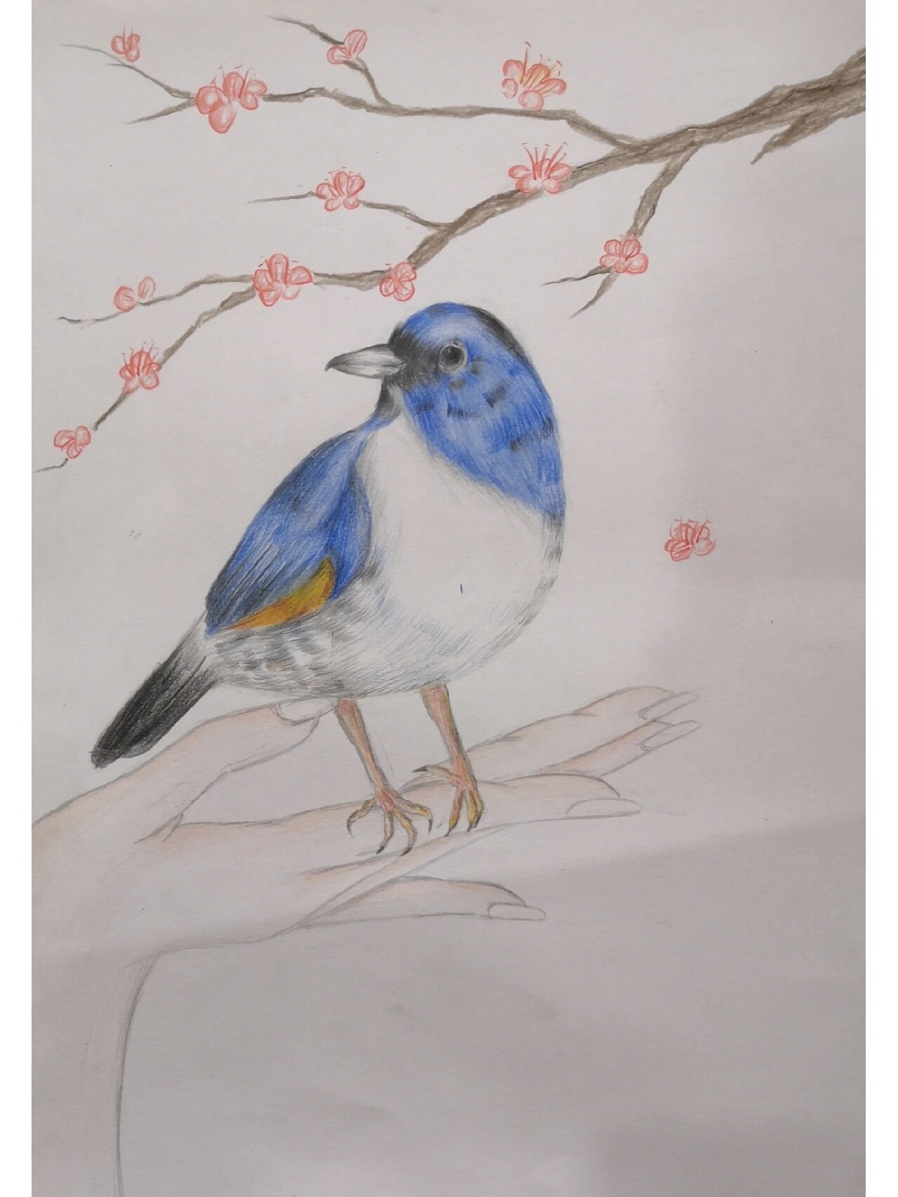 四五年级彩铅素描作品 小学四,五年级学生的彩铅花鸟画以及荷花,龙,自