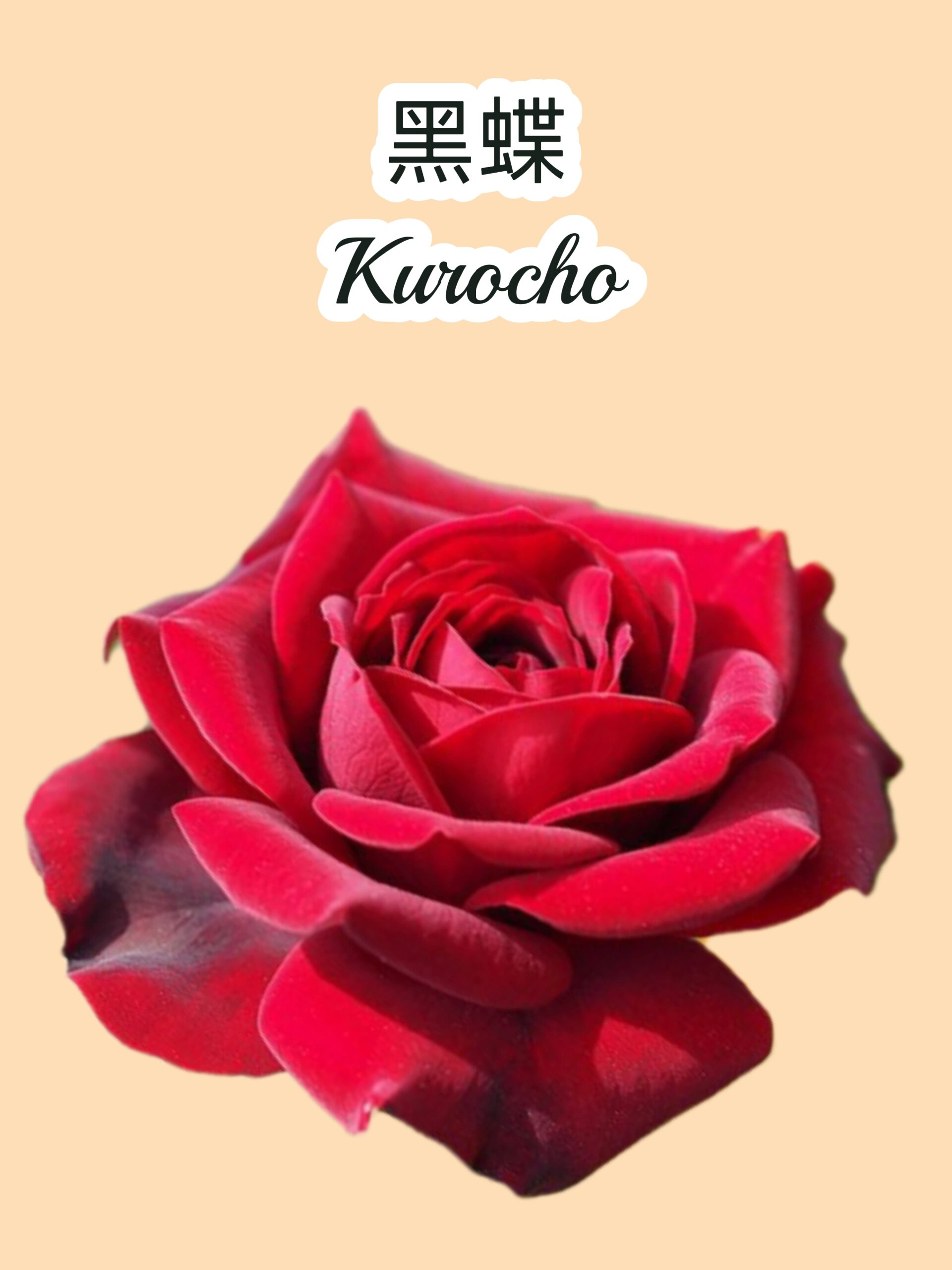 品种图鉴丨14款高贵神秘的黑色月季图鉴 1.