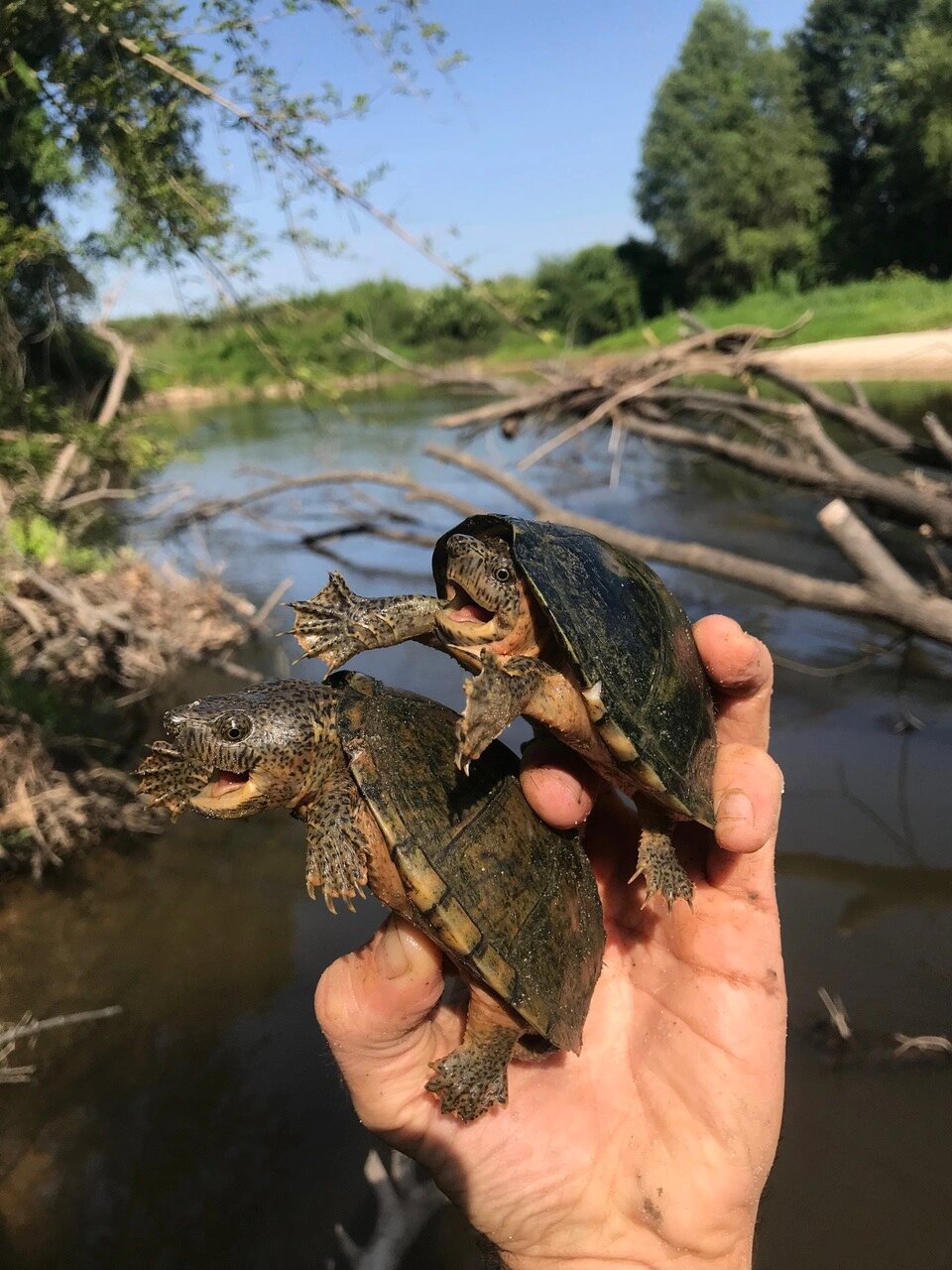 剃刀龟 sternotherus carinatus