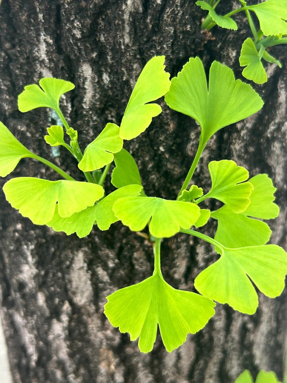 银杏叶,像一把把在春天打开的扇子.
