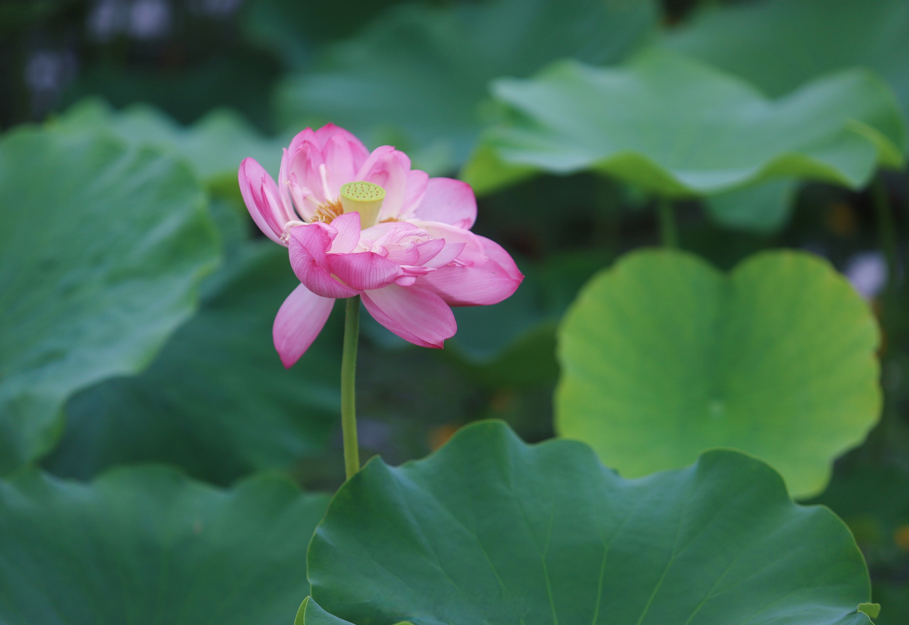 遂宁圣莲岛荷花正翩翩盛开.