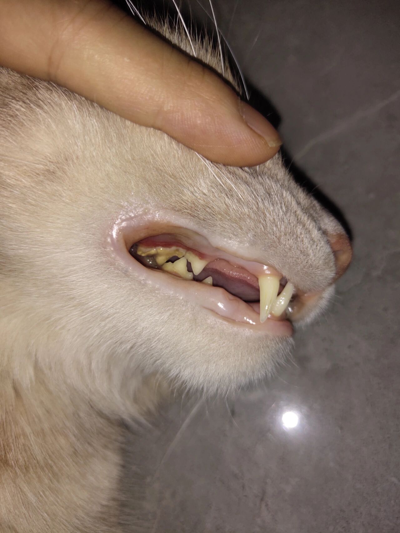猫咪牙龈发红,花了1000零点还没治好 去宠物医院,查了血,说以前打的