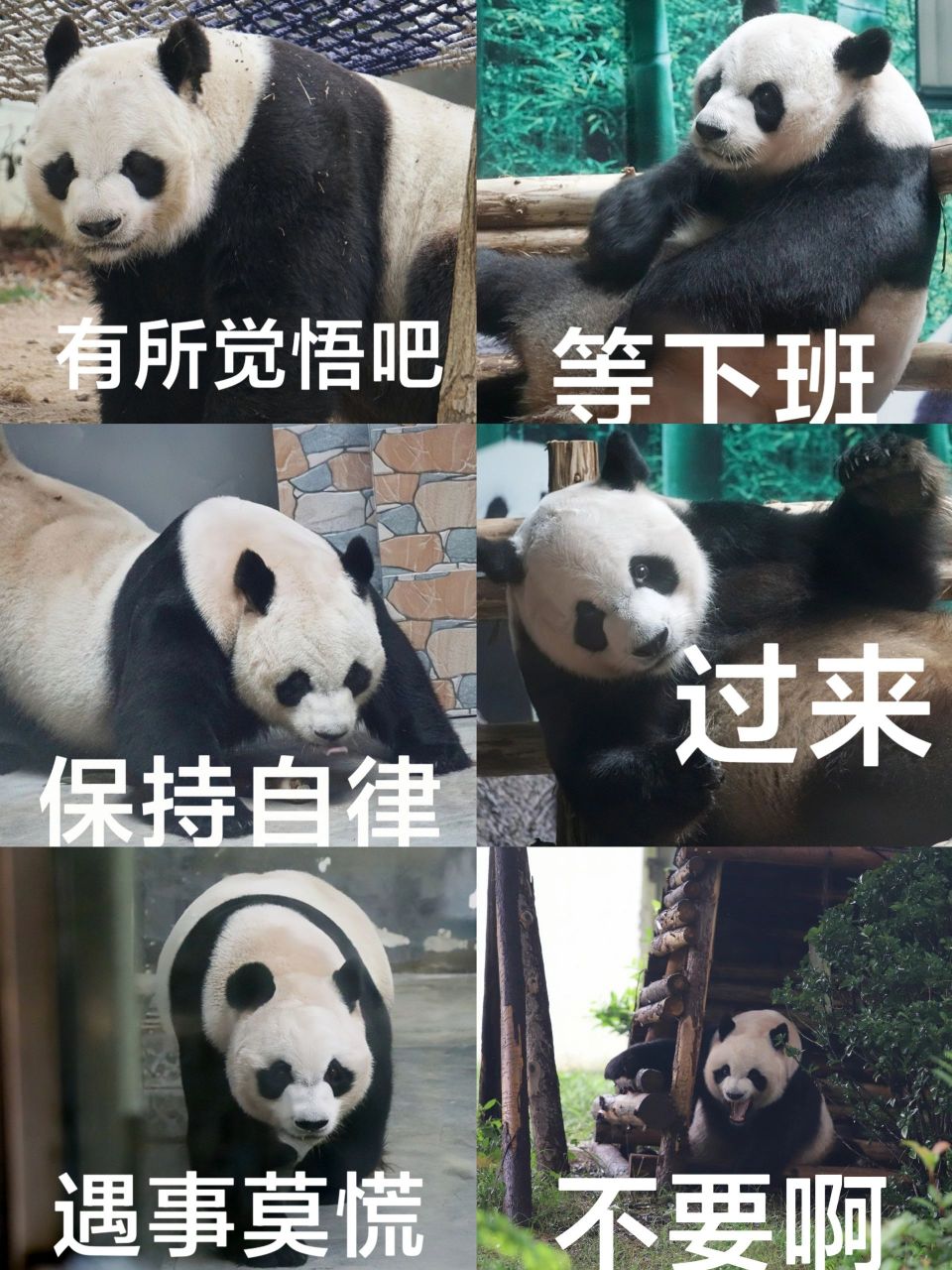 给大熊猫缘小(乐水)做的表情包自用94 照片来源于网络表情包自制