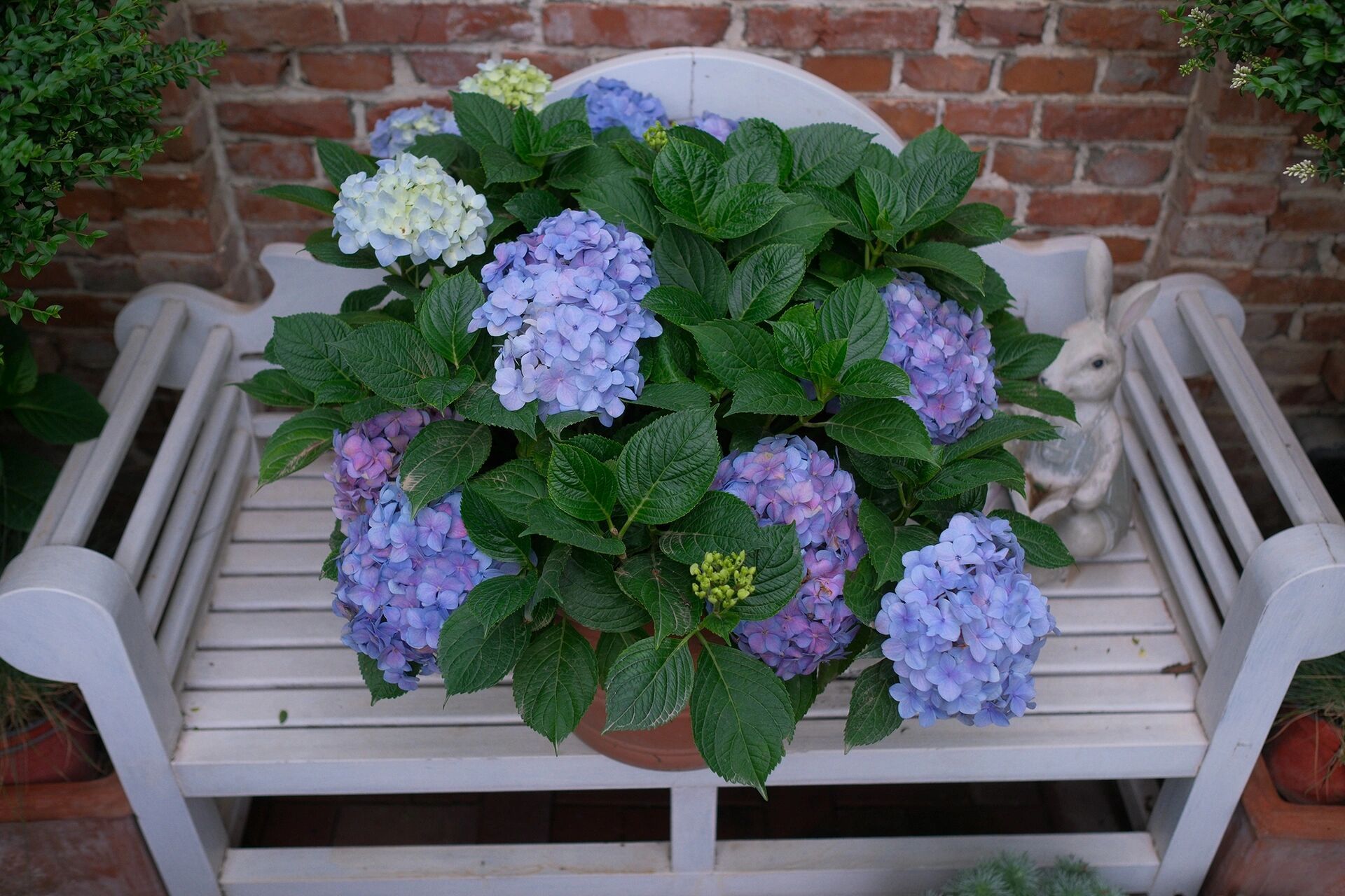 花园强烈推荐 易多梦幻绣球 好养开花多 花园里已经养了很多品种的