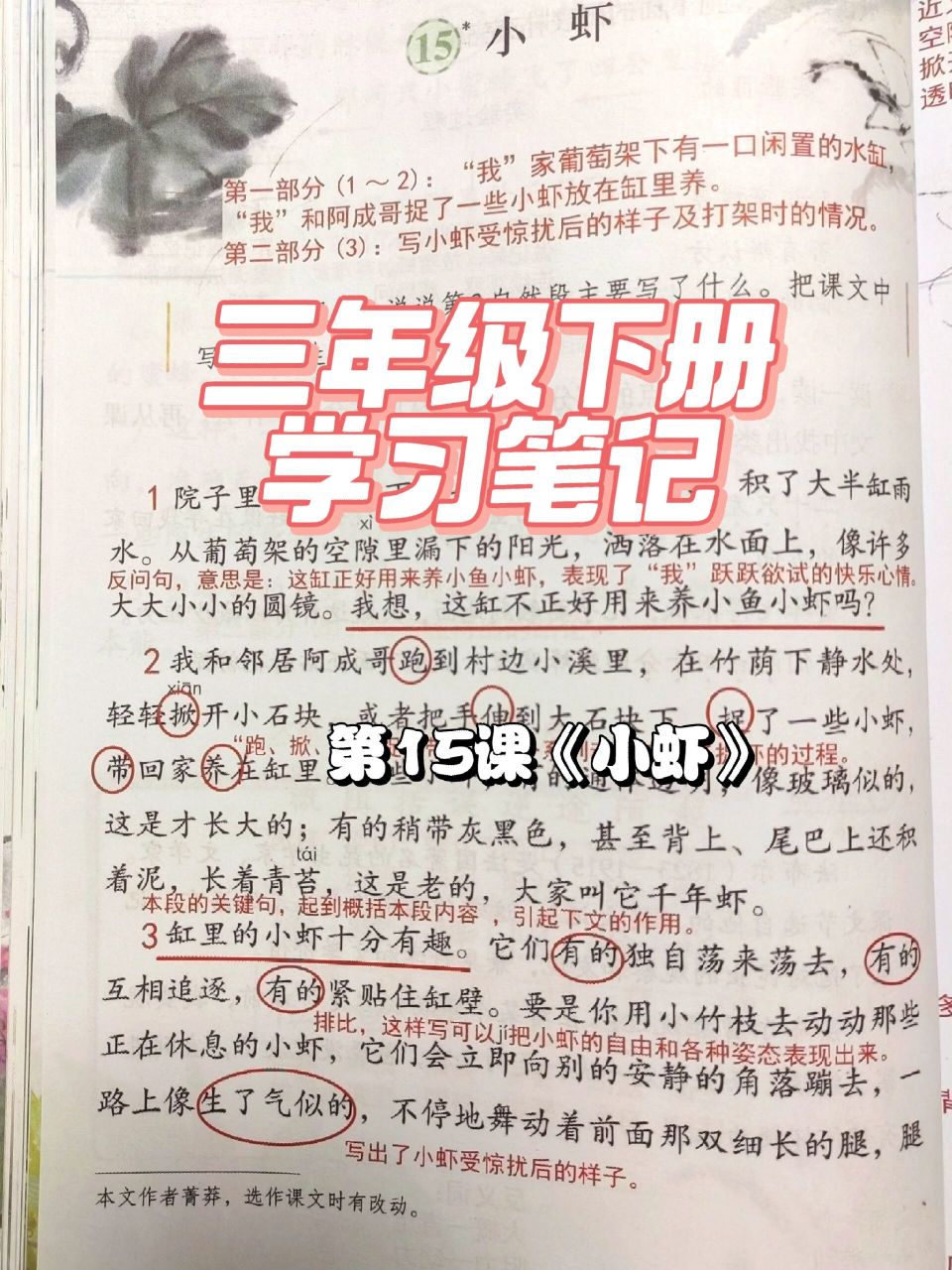 719915三下语文课堂笔记第15课《小虾 三年级下册语文课堂