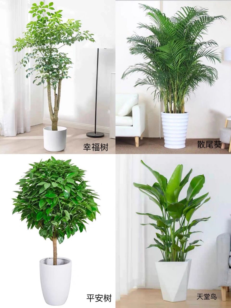 12款适合放办公室的大型绿植