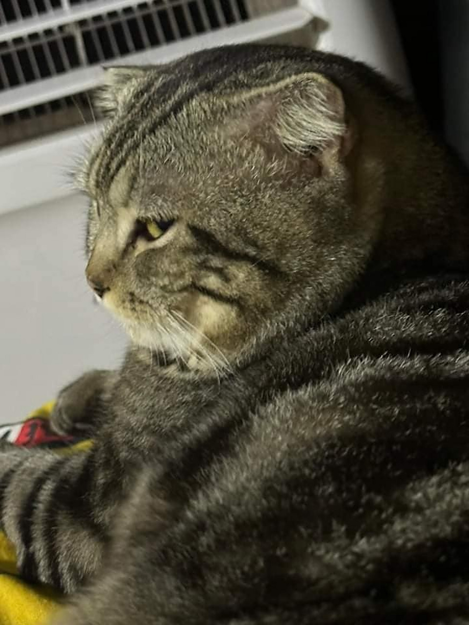 偷怕猫睡觉,醒来就被斜眼鄙视了!