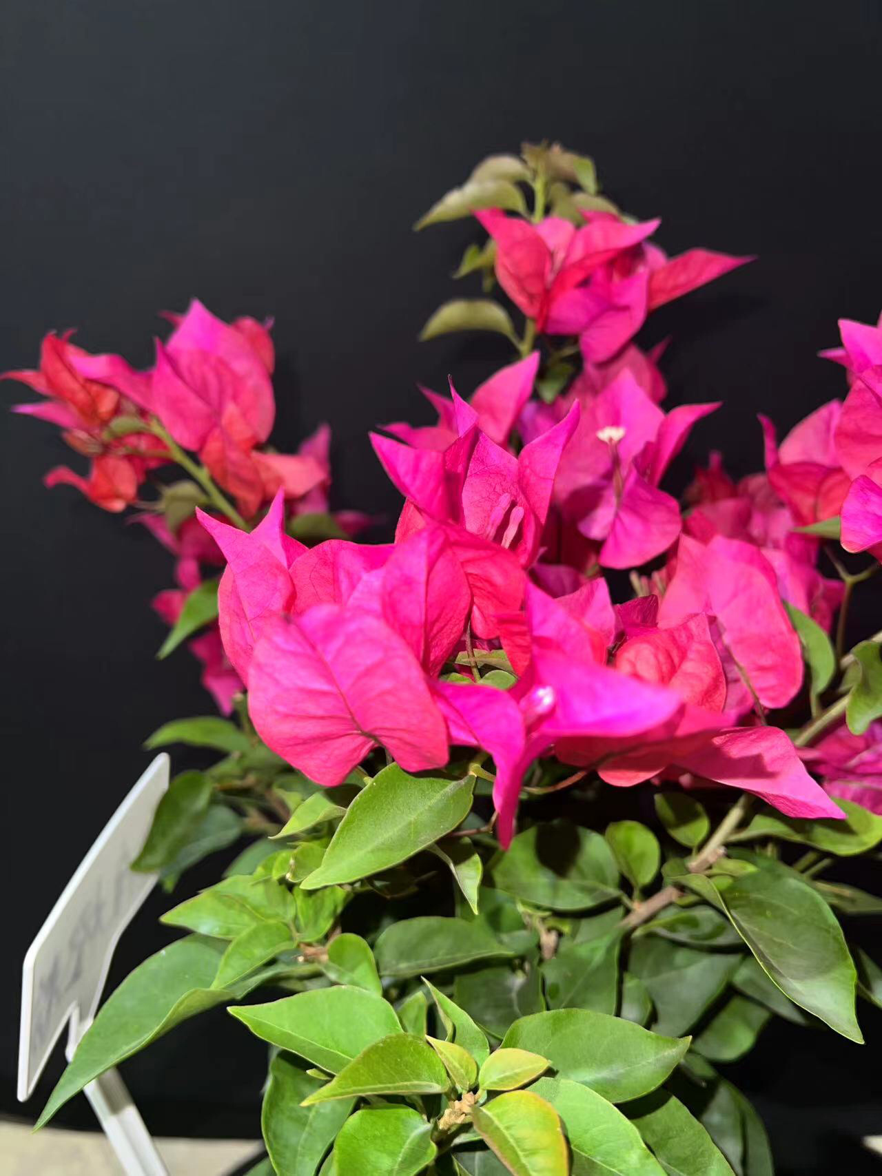 三角梅印度橙粉品种大花科勤花类刚开大红花 三角梅印度橙粉品种大花