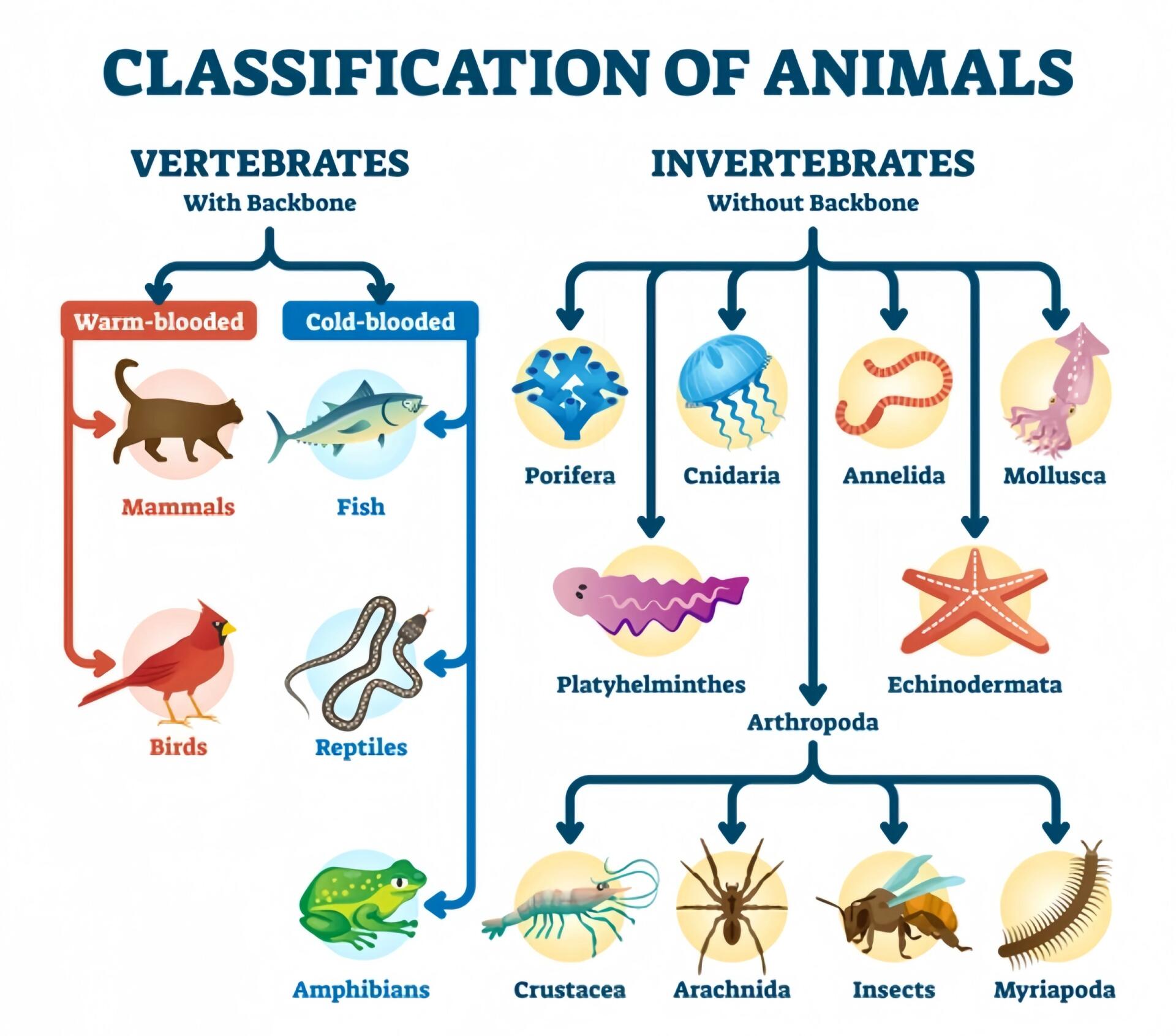 动物小分类 生物学 98996991