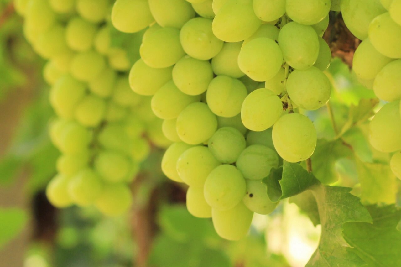 来串绿色的葡萄