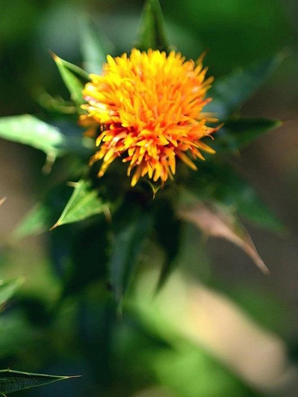 植物 红花   红花又名红蓝花,是夏天开红黄色小花的草本植物,原产于