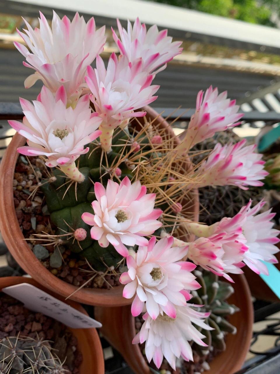 仙人球开花:翠晃冠