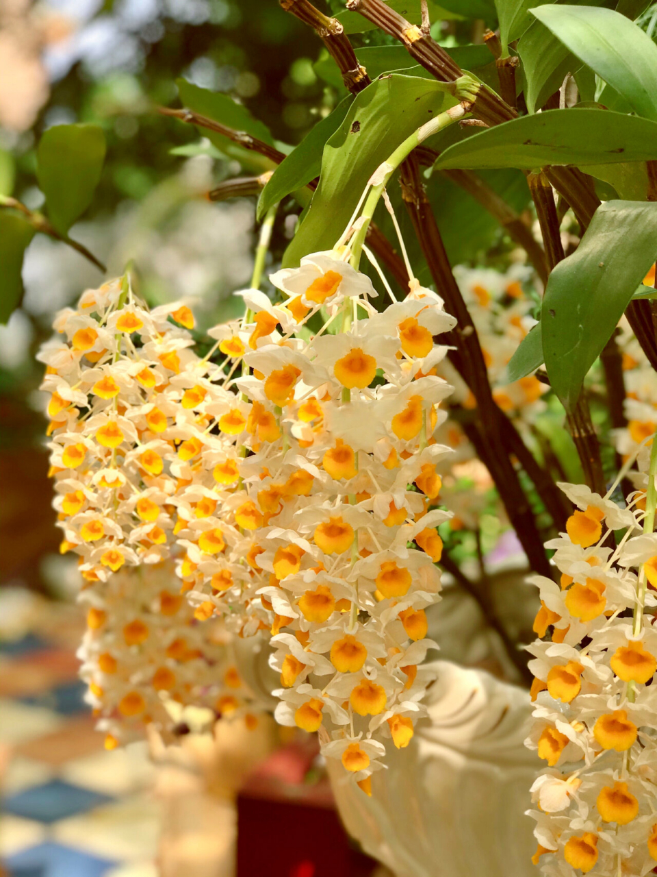 十八串球花石斛～怒放中～ 我的这棵球花石斛, 前年开了7串, 去年开了
