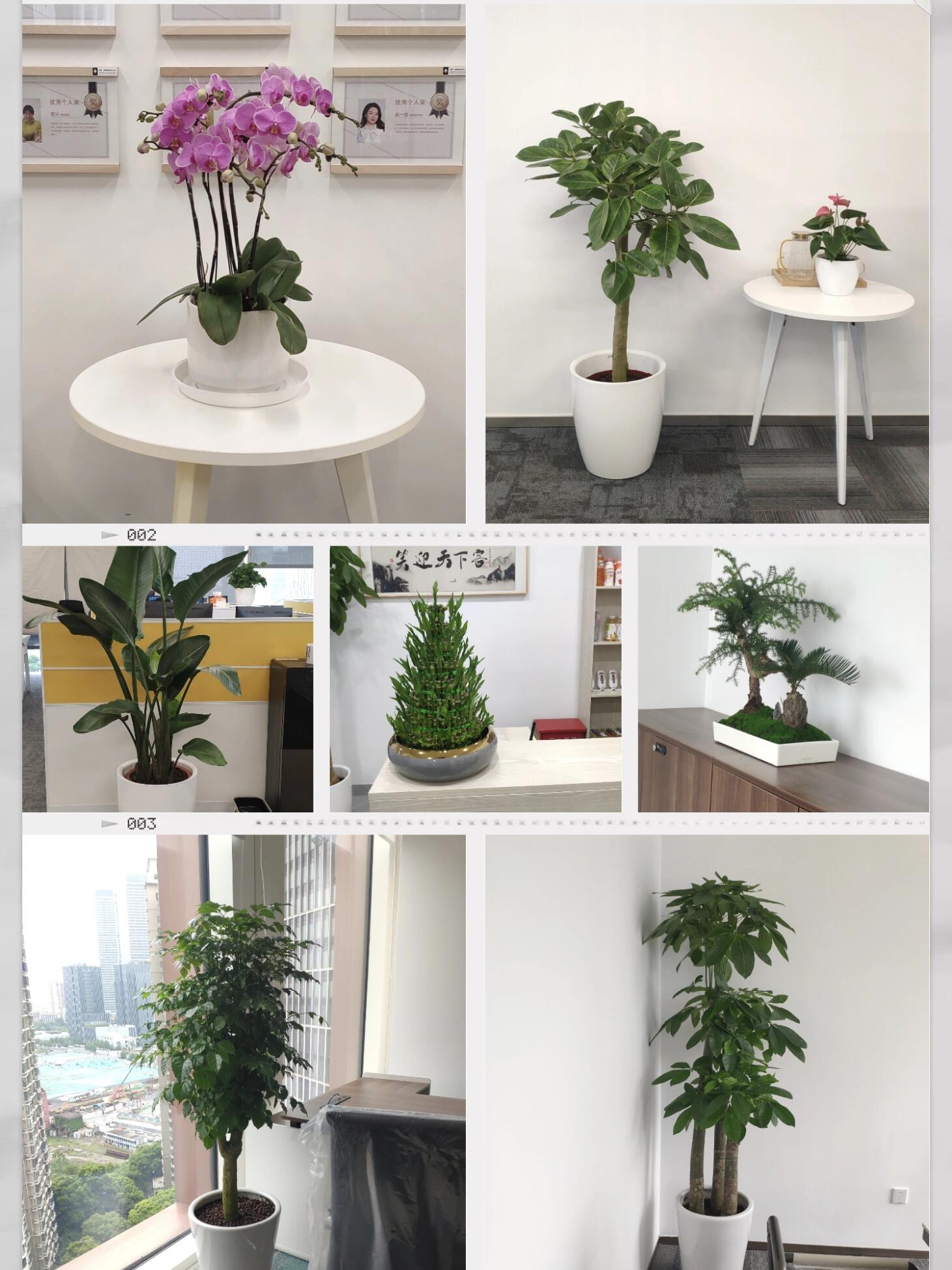 上海鲜花速递:让爱情在指尖轻触