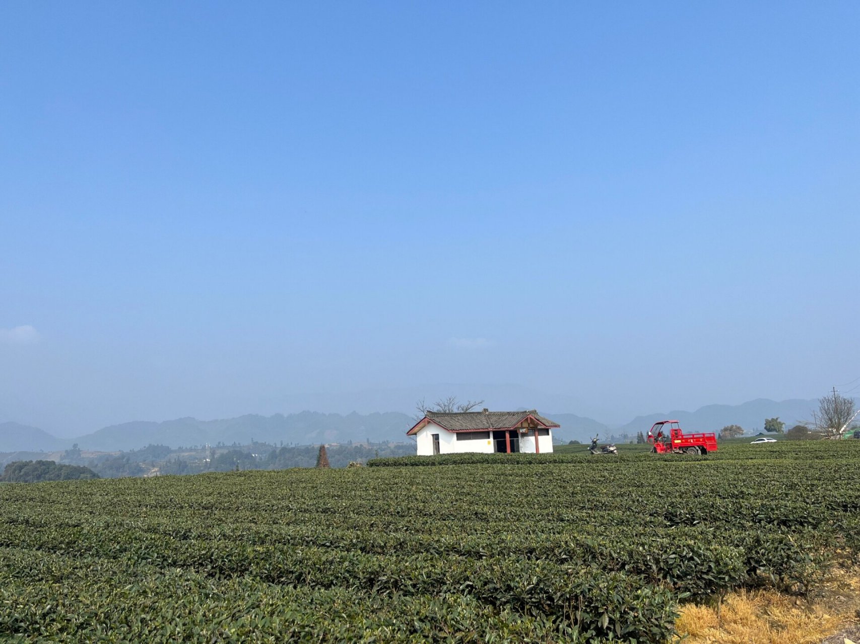 雅安牛碾坪万亩茶园图片