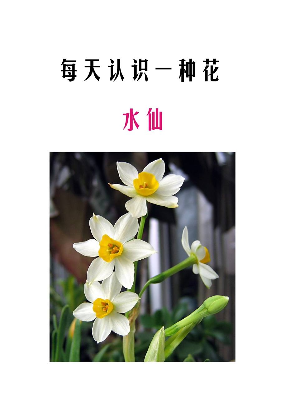 每天认识一种花96|水仙 水仙属石蒜科水仙属多年生