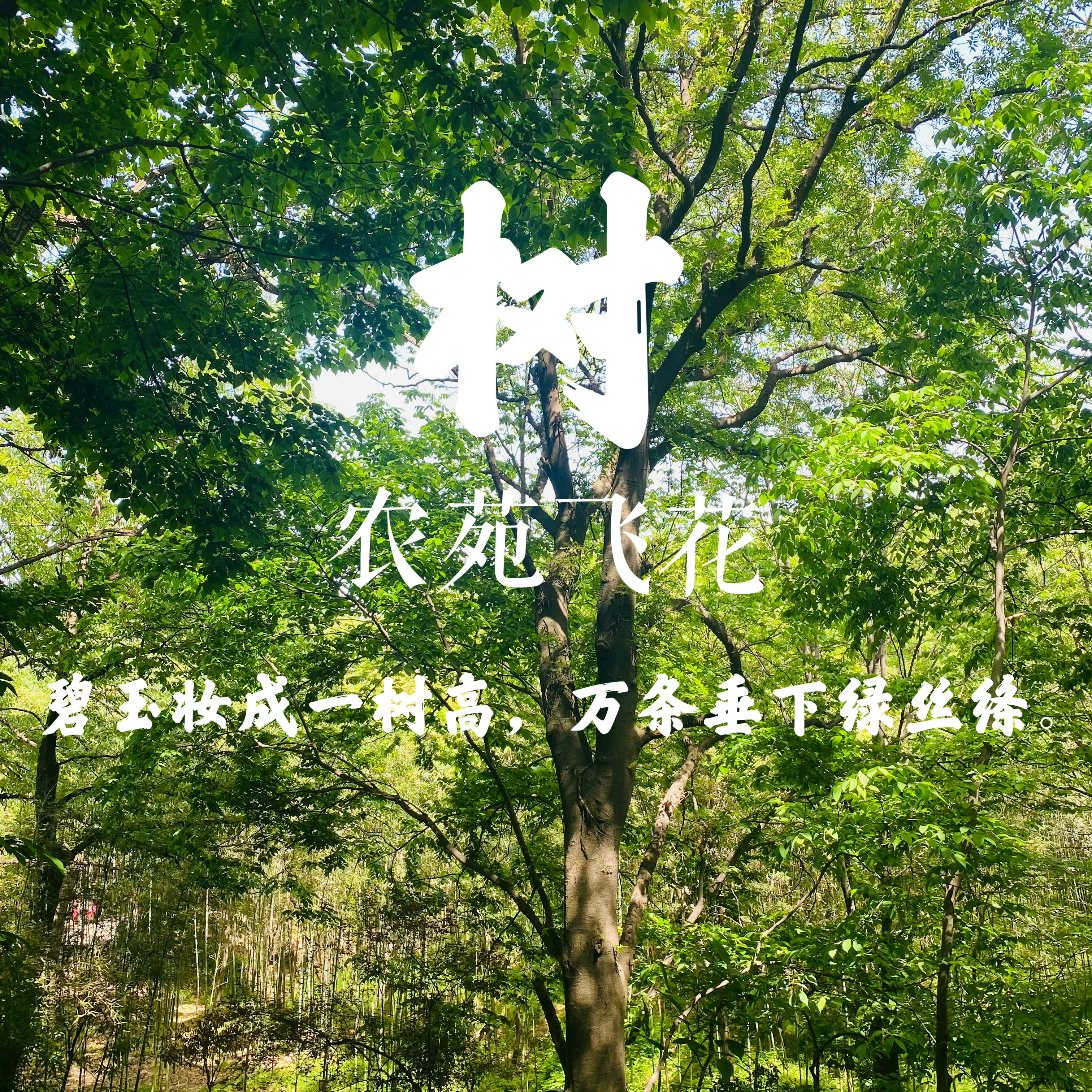 你想到了什么带有树字的诗句呢?快把答案发在评论区吧