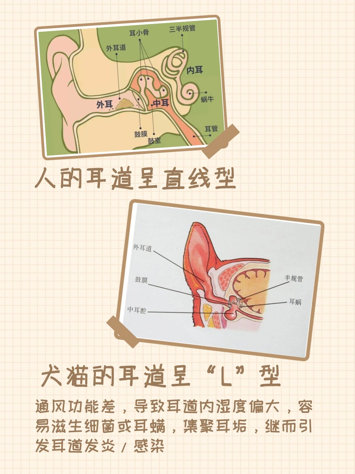 宠物耳朵构造跟人类是不一样的哦 因为犬猫的耳道结构是呈l型的