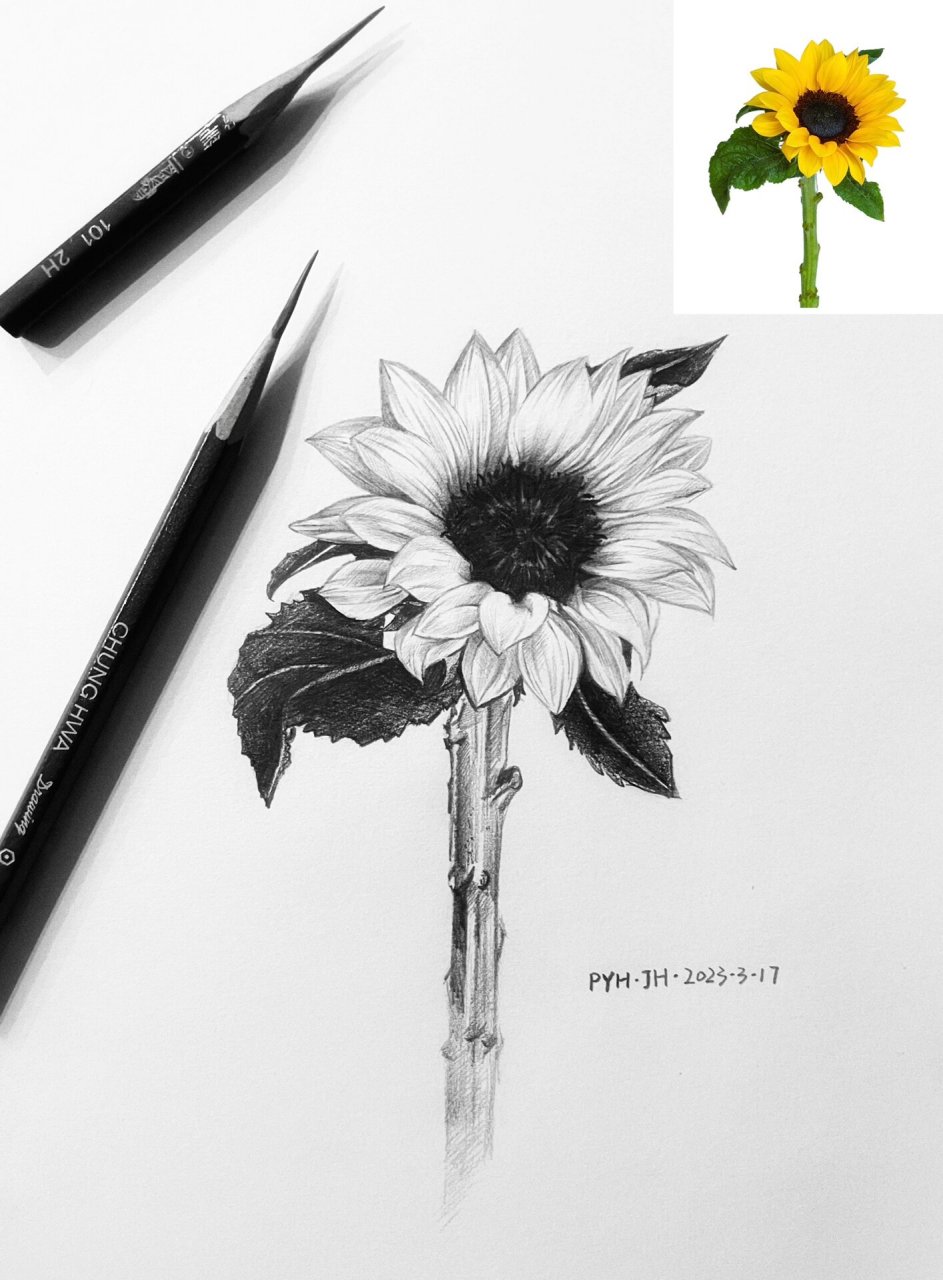 素描花卉步骤图分享【向日葵】 视频讲解教学在主页发过笔记哦 康颂