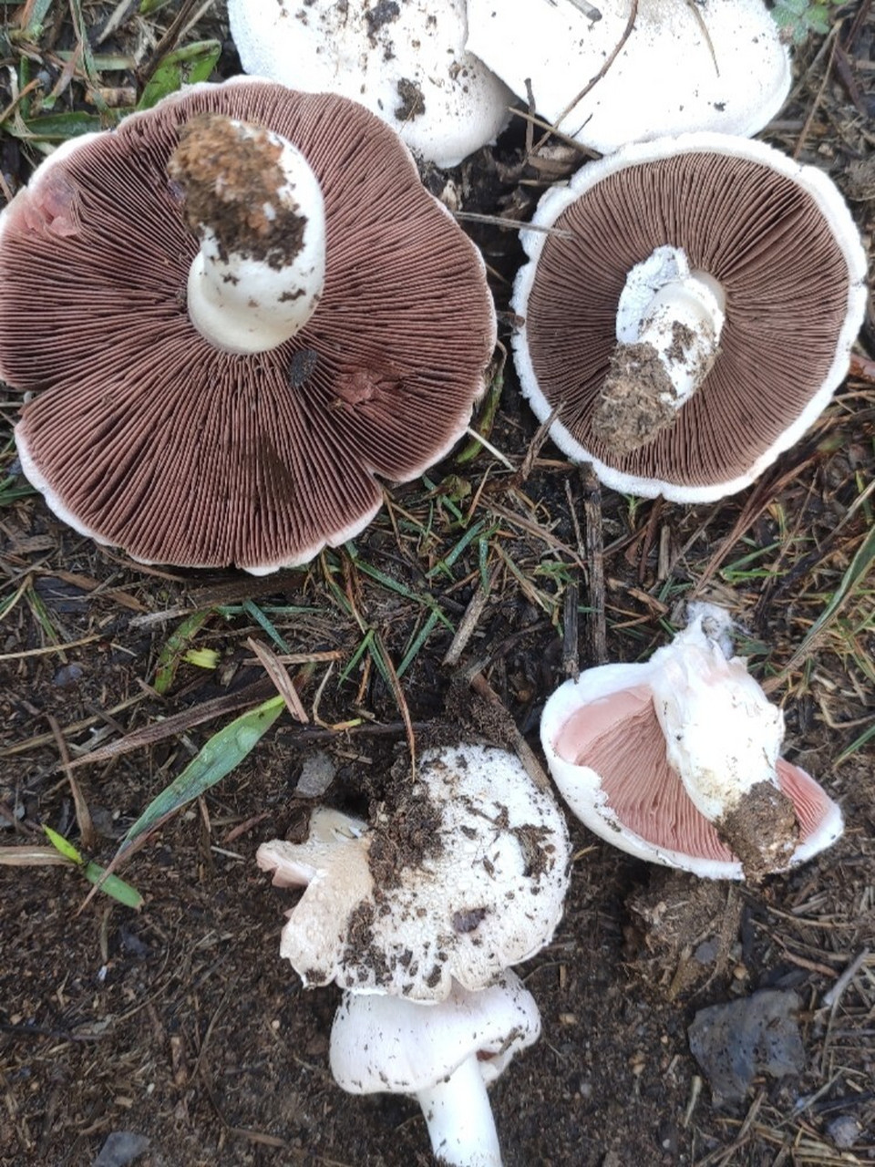 雨后草坪上冒出的菇图片