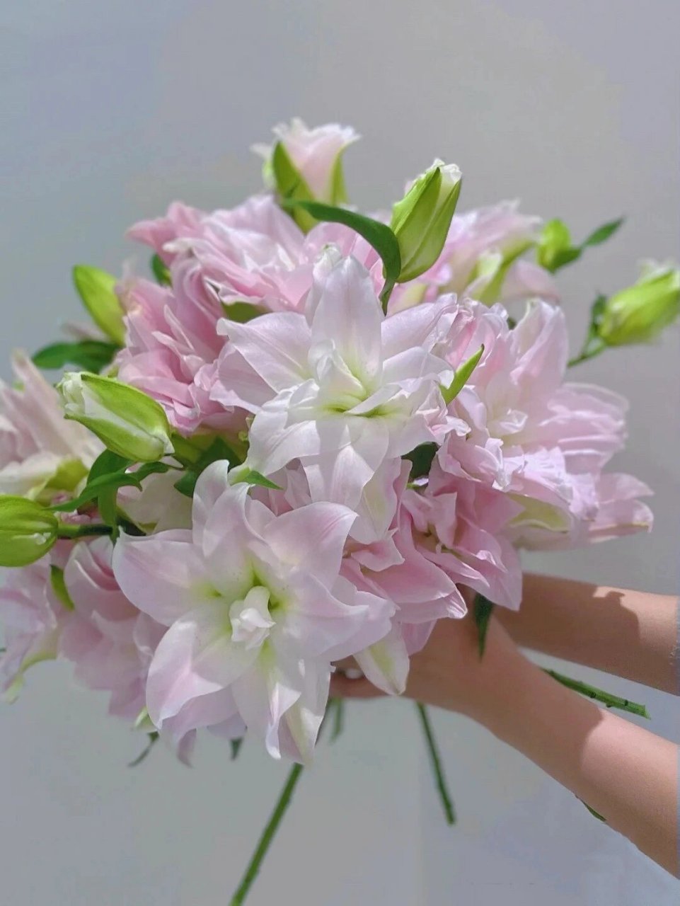 介绍几款重瓣百合品种 图178安纽斯卡/冰美人/阿诺斯卡/奥斯卡 百合