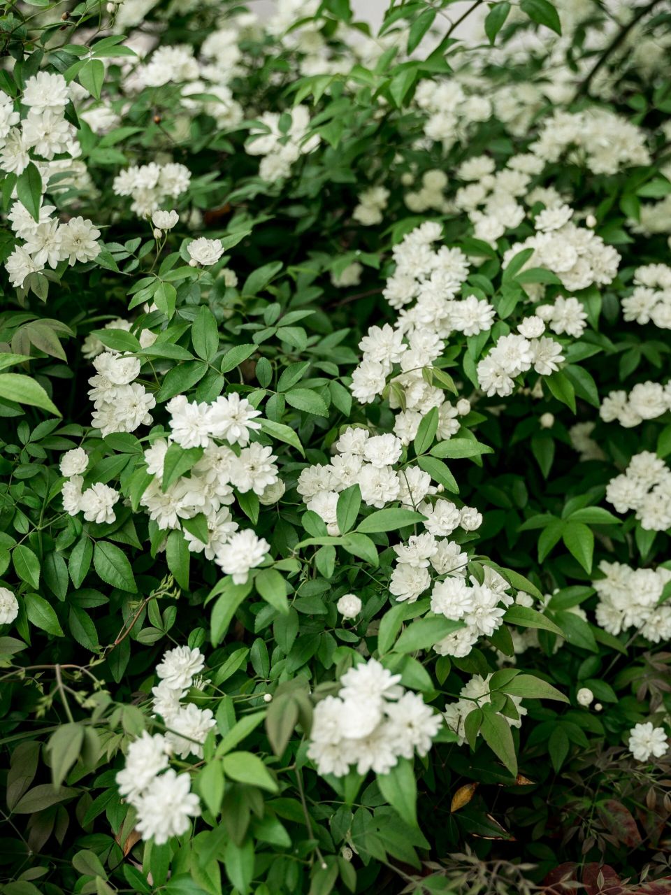 苏州太平老街的白木香花瀑布绝对是天花板～ .