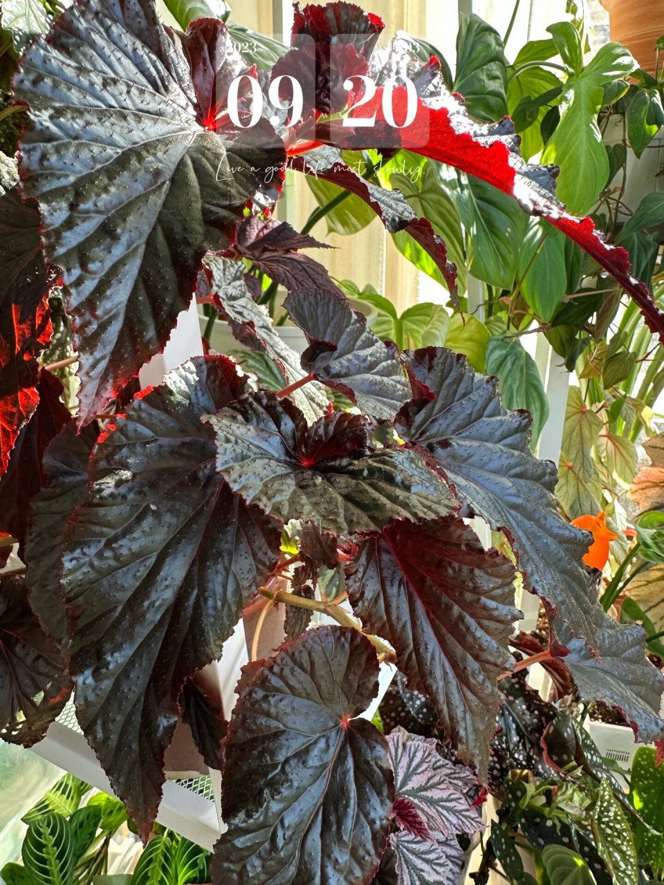 秋海棠 | 阿拉伯日落 中叶型秋海棠,光线比较暗的情况下叶片是墨绿色