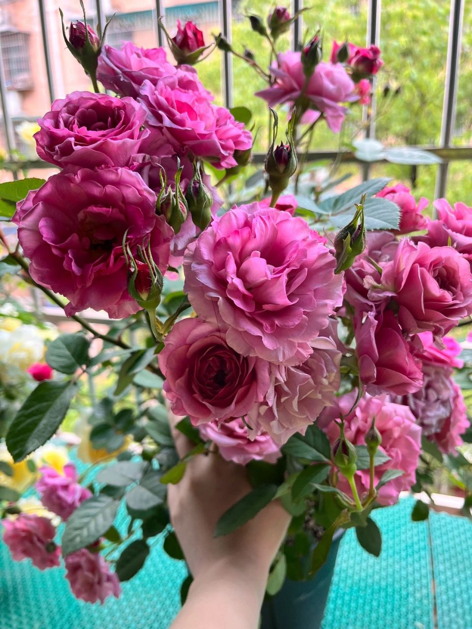 葵,还是看了娜家小花园淘汰月季名单入的  葵,还是看了娜家小花园淘汰