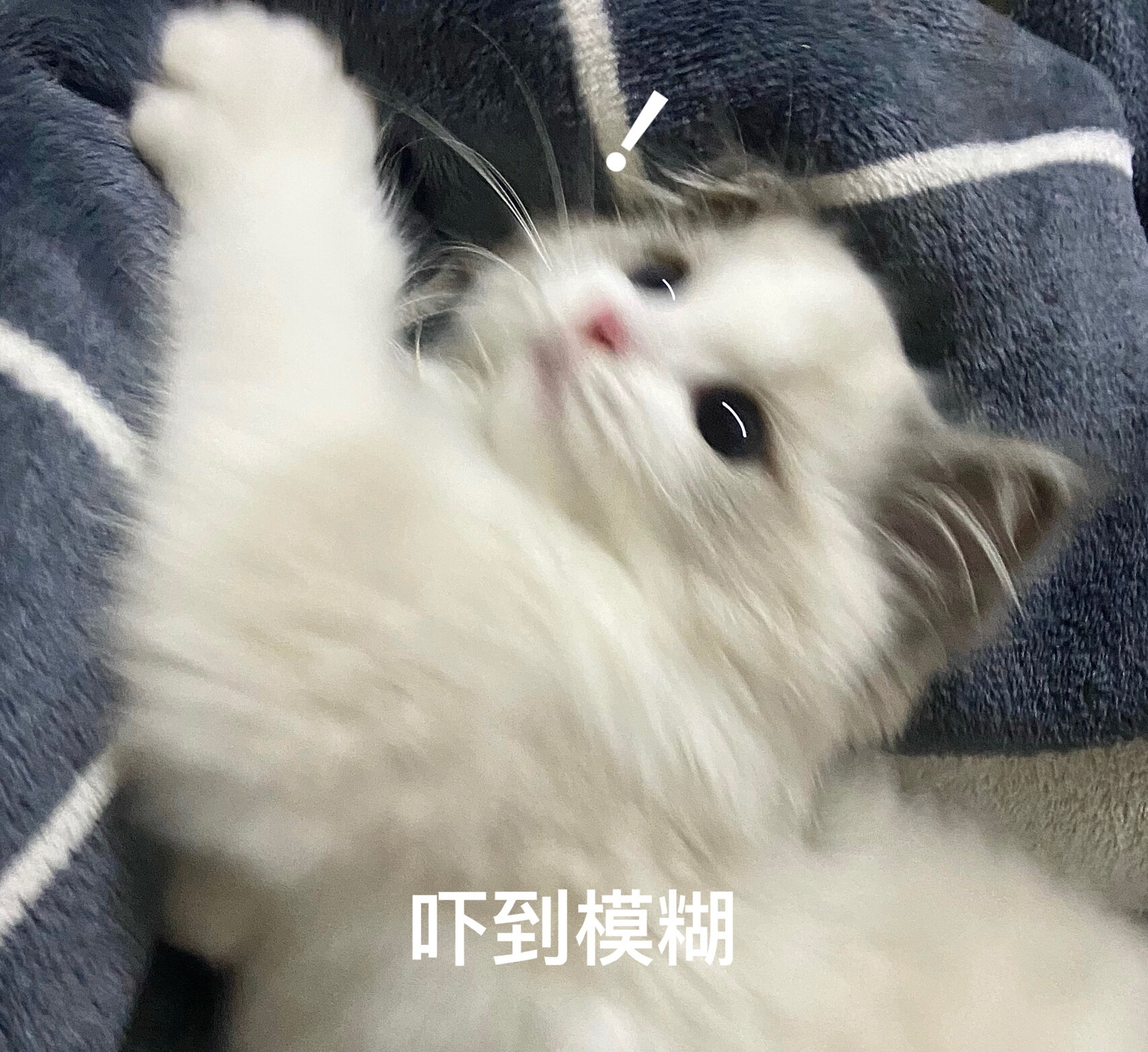 小猫咪吓出表情包