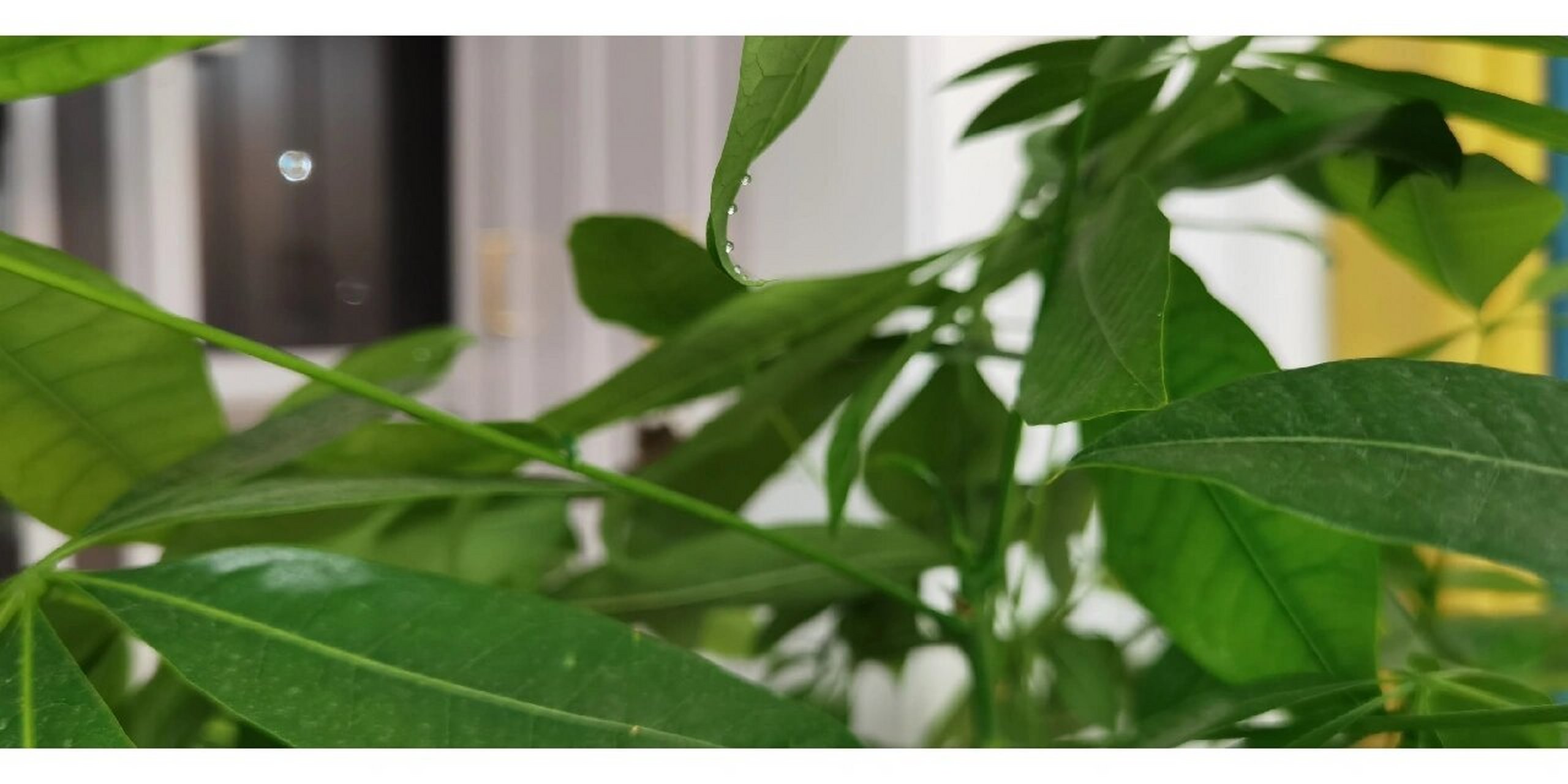 今天打扫卫生 突然发现发财树叶尖有一些水珠 用手摸了摸有点黏 群篌