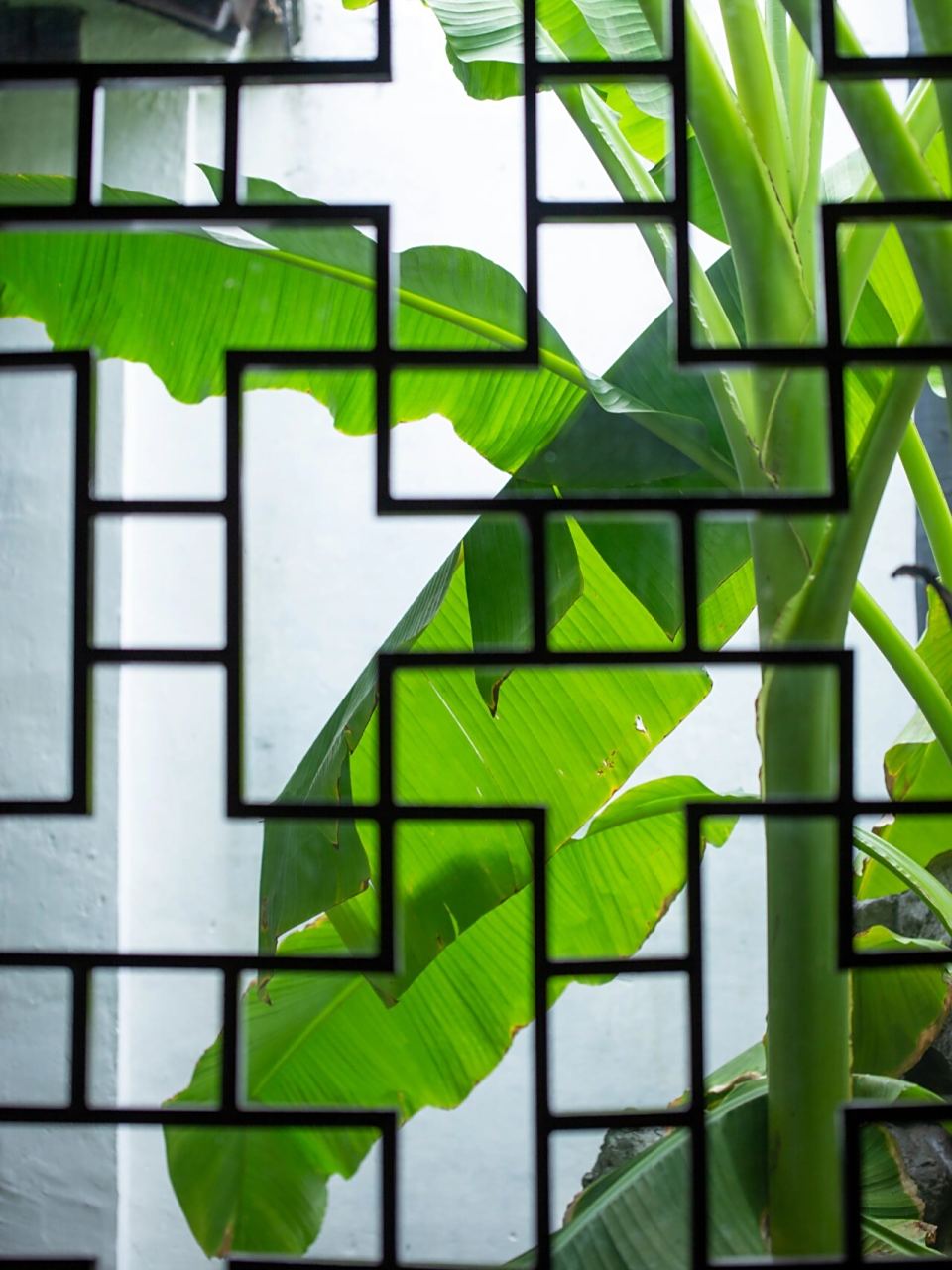 好像每个园林都有芭蕉树呢,有什么寓意吗 芭蕉树有什么寓意吗?