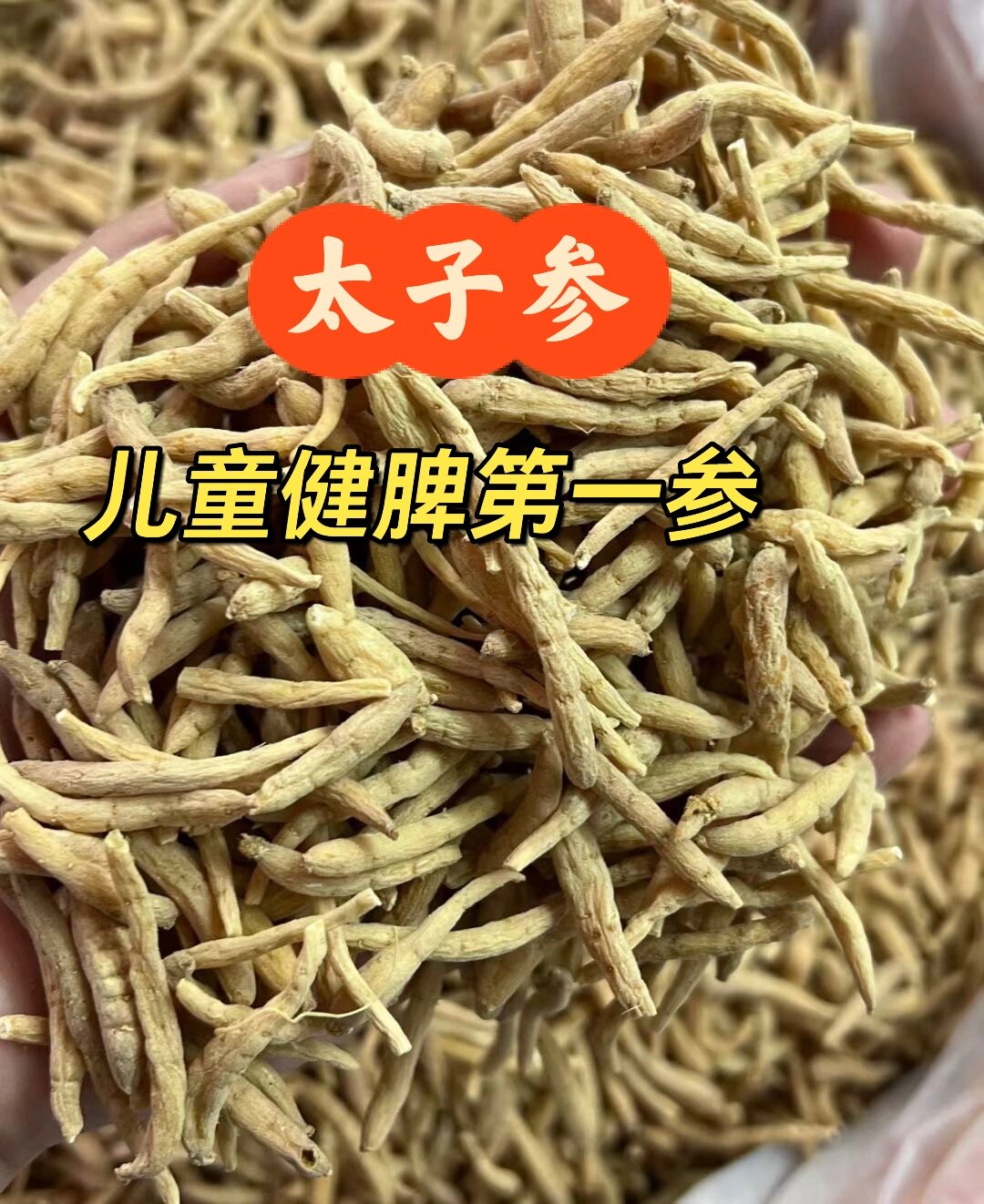 人参藜芦同用图片