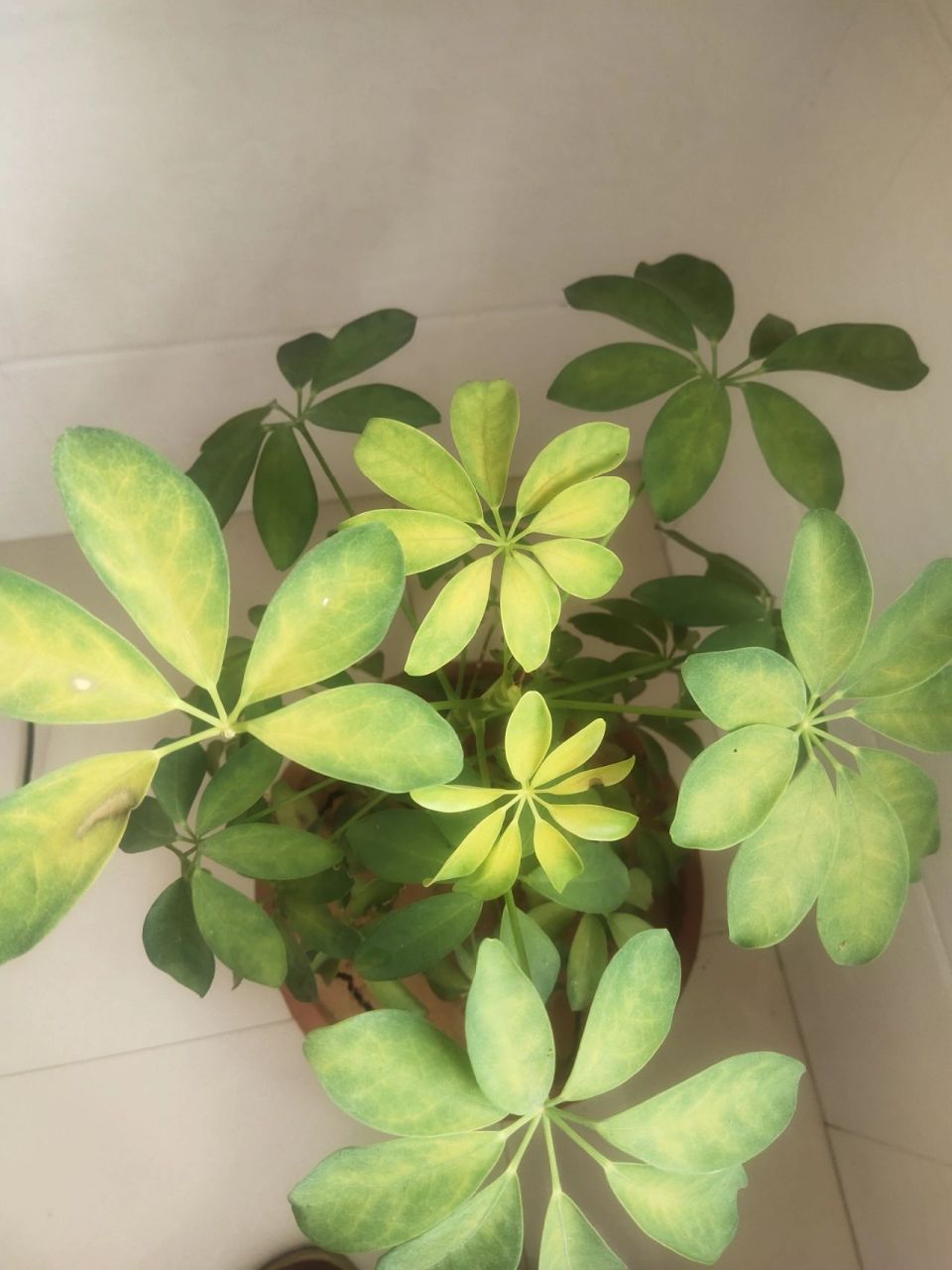 鹅掌柴为什么叶子会发黄,该怎么治呢 如图