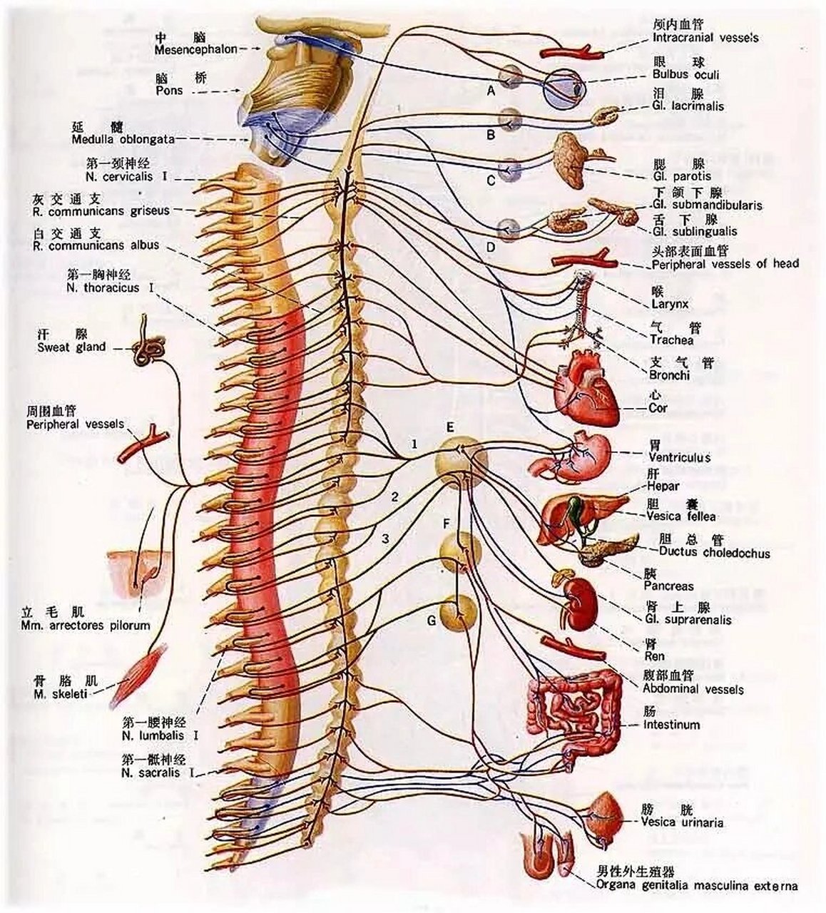 人体脊椎结构图名称图片