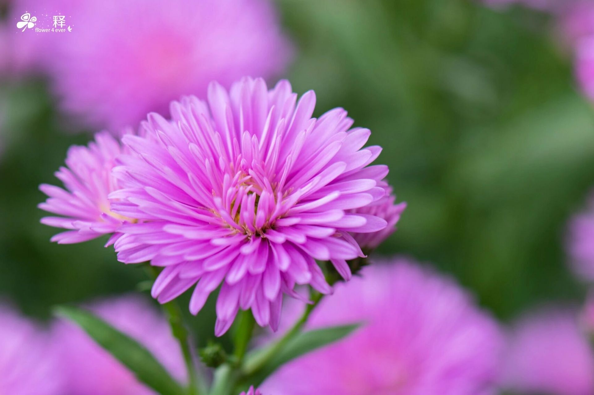 紫菀,自带仙气的冷门花卉 丝状花瓣,妖冶 紫菀,自带仙气的冷门花卉