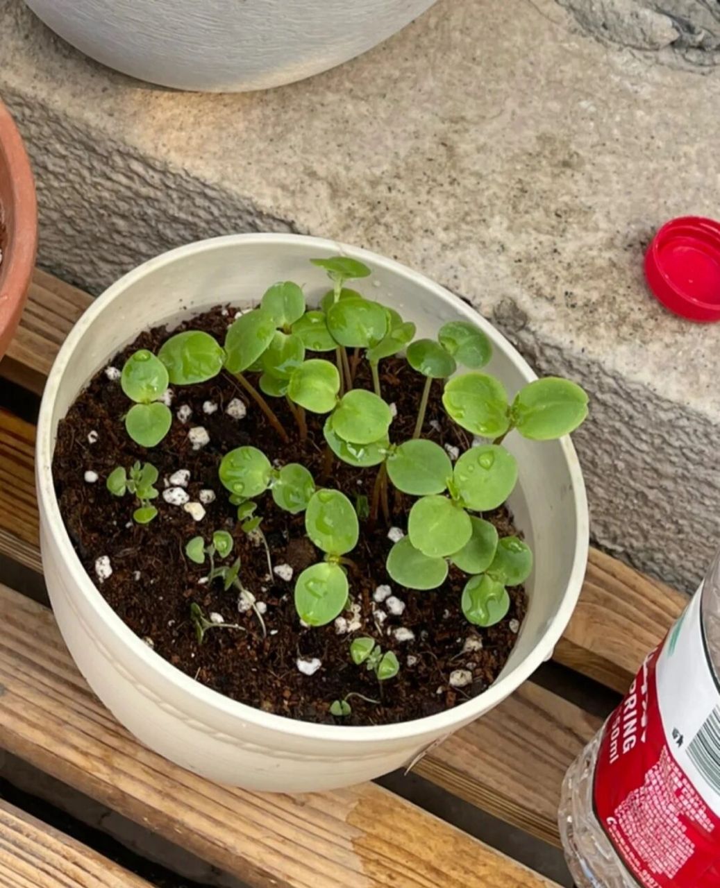 凤仙花的观察日记94 第一天:我收到了一颗小小的凤仙花种子,我决定