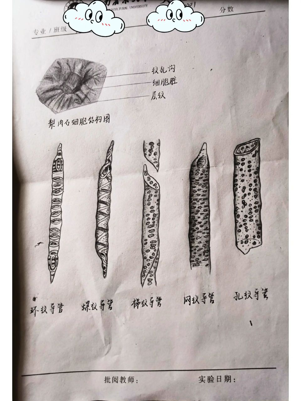 植物组织实验报告 植物组织实验报告
