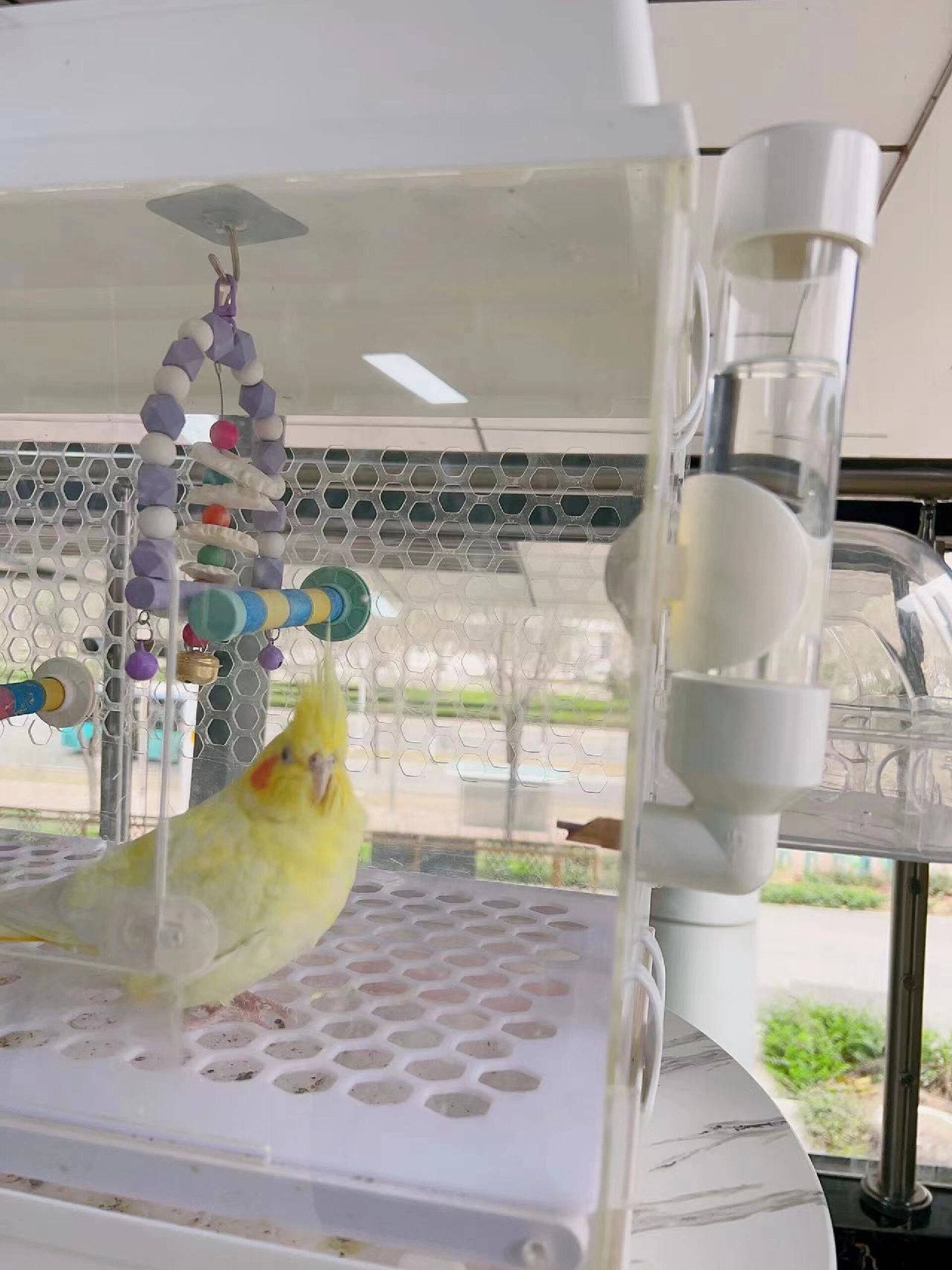 鹦鹉|玄凤自用自动喂水器|自用分享
