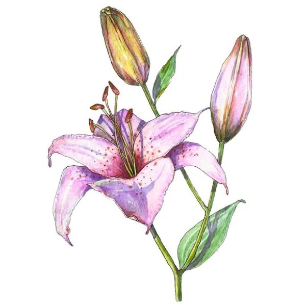 百合花图案可以多漂亮又含蓄6015爆97花型 没发图的时候,都努力