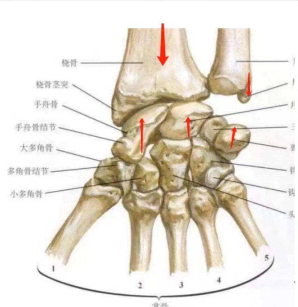 左尺骨茎突骨折图片图片