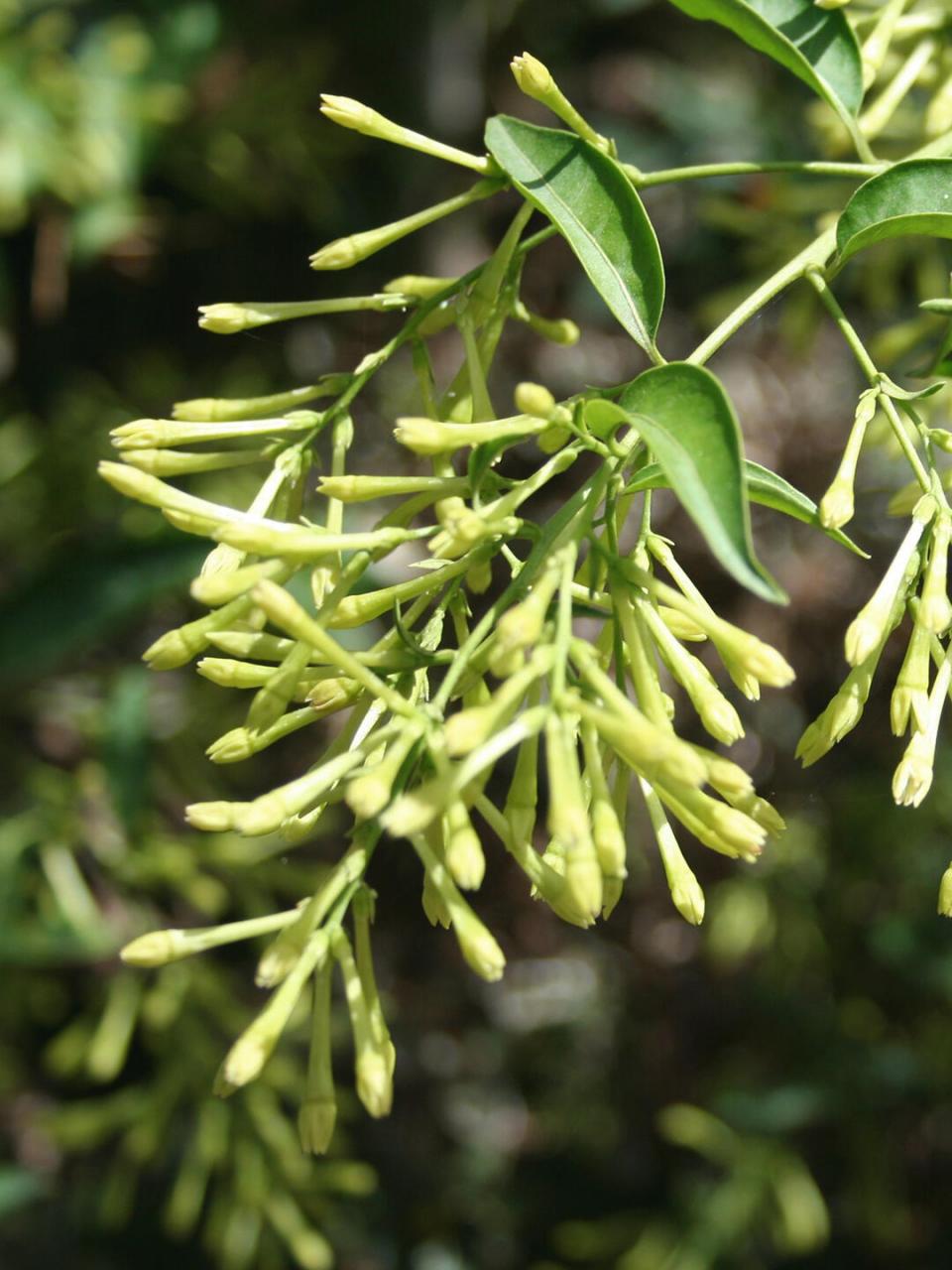 每天一种花草养护知识 | 夜香树(夜来香) 名:夜香