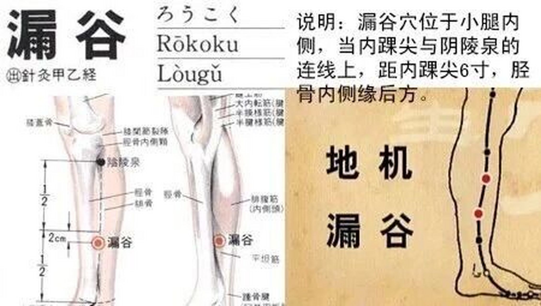 漏即漏下,谷指五谷,本穴善治泄泻痢疾,故名漏谷.